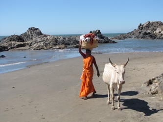 Коровы - священные животные в Индии, свободно прогуливаются по пляжам вместе с торговками одеждой и укоашениями
